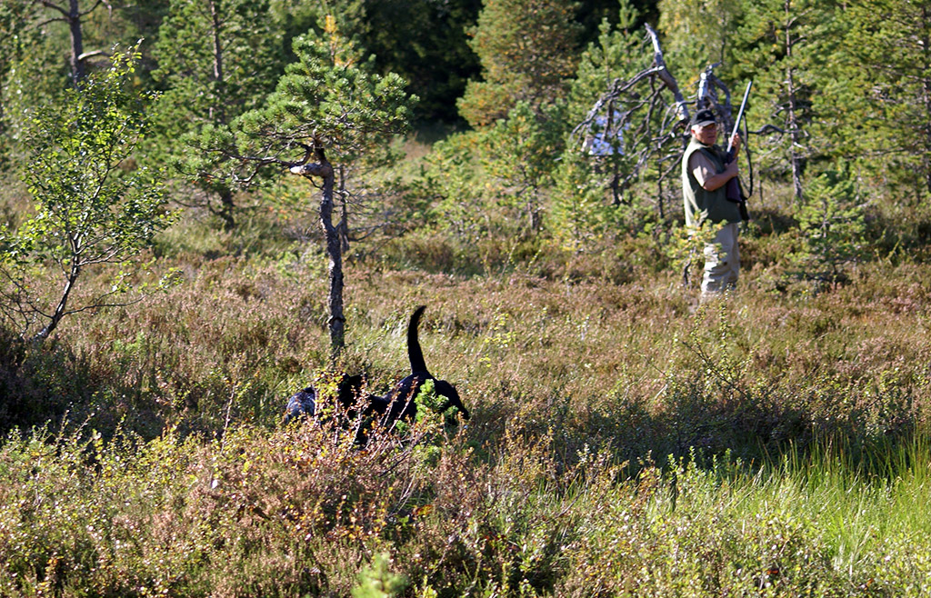 Quling gör ett strålande arbete och in kommer fåglarna